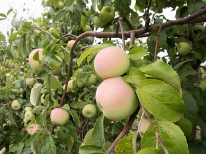 В Тамбовской области планируют продвигать региональные бренды в рамках проекта «Тамбовская марка»