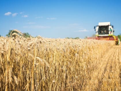 Аграрии Тамбовской области намолотили три миллиона тонн зерна