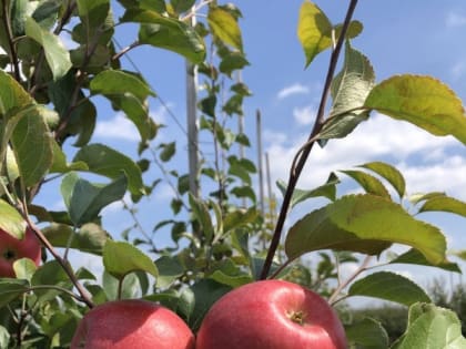 В тамбовских садах продолжается сбор яблок