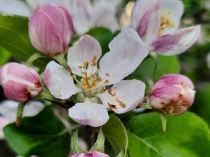 Синоптики рассказали о погоде в Тамбове в последние выходные мая