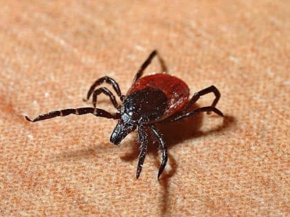 В Тамбовской области от укусов клещей пострадали 19 человек