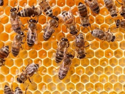 В Тамбовской области из-за пестицидов массово гибнут пчелы