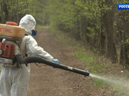 Укус под анестезией: как клещи нападают на человека