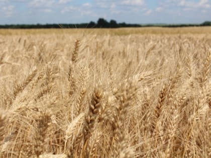 В Тамбовской области собрали 2,2 миллиона тонн зерна