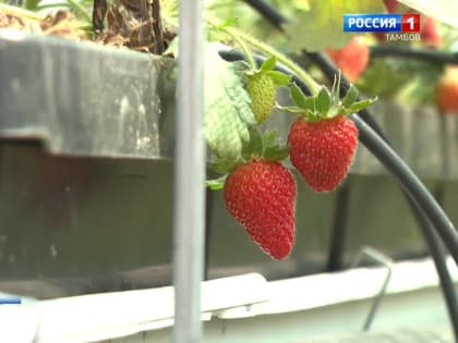 Школьникам рассказали о плюсах и минусах фермерства