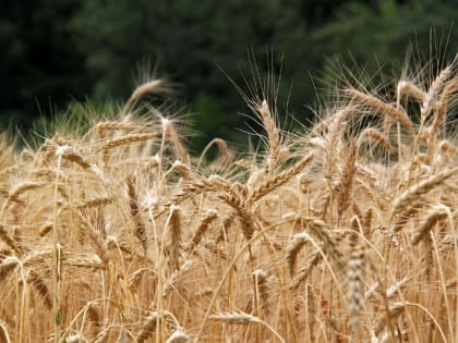 Тамбовская область повысила экспорт пшеничных отрубей