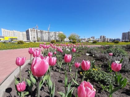 В Тамбове на этой неделе станет прохладнее