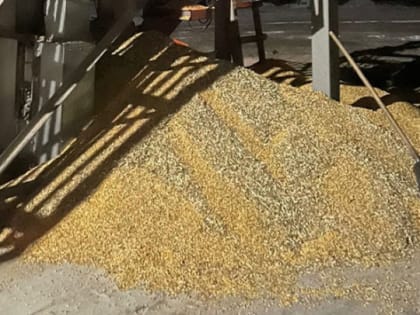 Двух рабочих засыпало семенами кукурузы на сельхозпредприятии в Тамбовской области