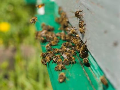 За массовую гибель пчёл в Пичаевском округе с фермы взыскали более 3,5 млн рублей