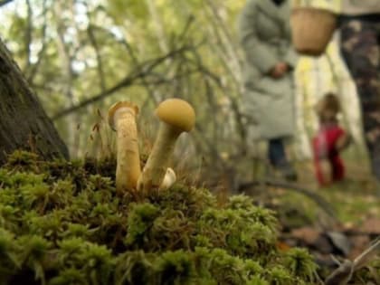 В Тамбовской области за 6 месяцев четыре человека отравились грибами