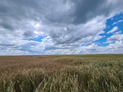 Тамбовские аграрии убрали почти 90 процентов зерновых