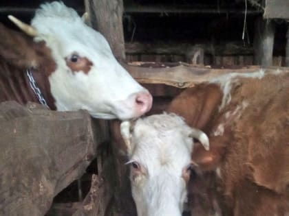 Тамбов-информ - новости Тамбова и области