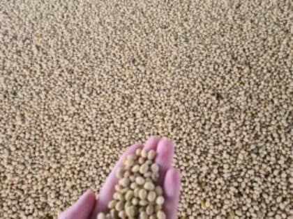 Рекордный урожай сои собрали в Тамбовской области