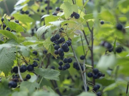 Тамбовчан ждет пасмурная  погода