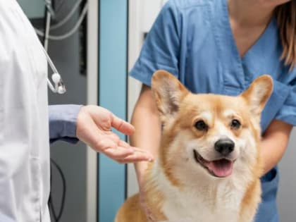 Ветврач указал на важность обработки домашних животных от клещей даже зимой