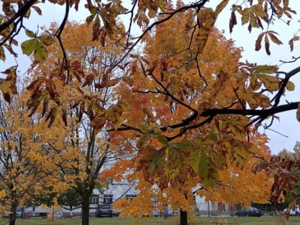 Синоптики рассказали о погоде в Тамбове в выходные