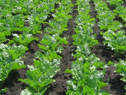 В Тамбовской области планируют вырастить 4 миллиона тонн "сладких корней"