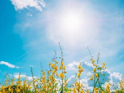 В Тамбов придёт 30-градусная жара