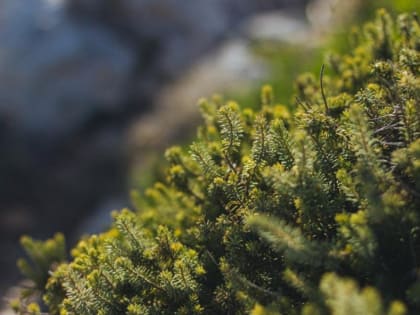 В Тамбовскую область из Белорусии привезли более тысячи саженцев вечнозеленых деревьев