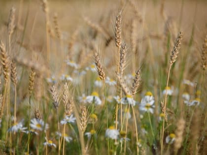 В Тамбове сохранится жаркая погода