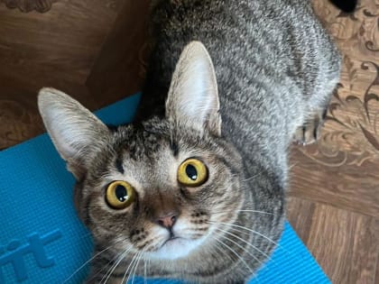 Продолжается работа по сезонной профилактической иммунизации кошек и собак