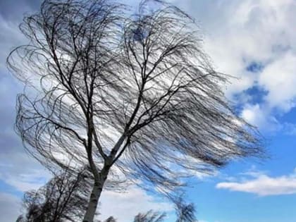 МЧС предупредило тамбовчан о сильном ветре