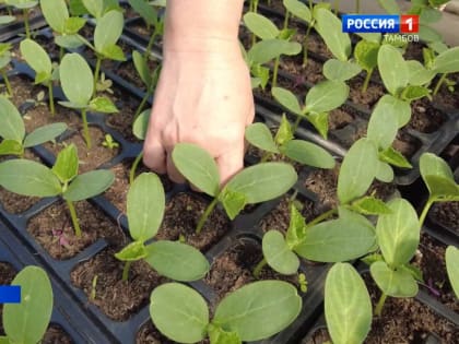 От огорода до агростартапа: тамбовчане ежедневно собирают с грядок до 200 килограммов огурцов