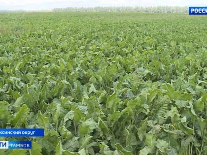 Аграрии региона начали уборку сахарной свёклы