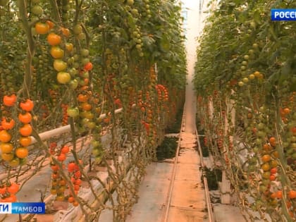Мичуринские теплицы пополнились второй очередью