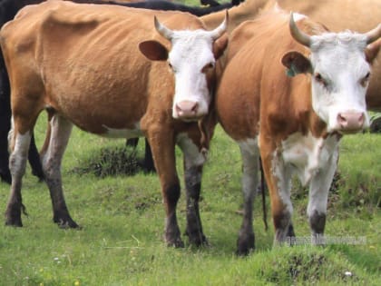 Тамбов-информ - новости Тамбова и области