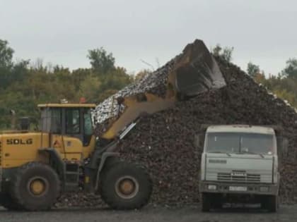 Тамбовские аграрии собрали рекордный урожай сахарной свёклы – более 5,7 миллиона тонн