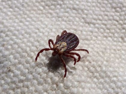 От укусов клещей пострадали уже более тысячи тамбовчан