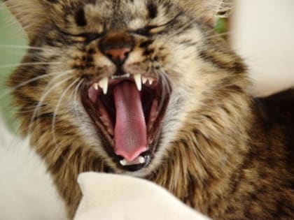 В Тамбове зафиксирована вспышка опасного заболевания