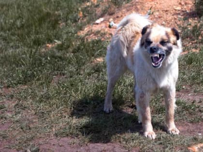 С начала 2024 года в Тамбовской области выявили 31 случай бешенства