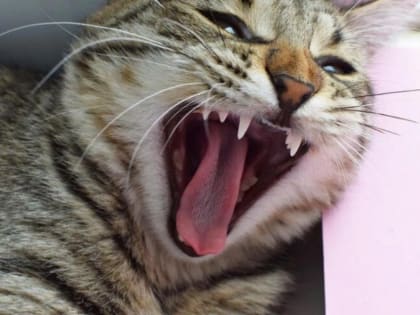 В Рассказове установлен карантин по бешенству животных