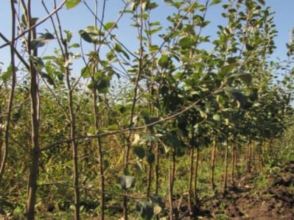 Мичуринские учёные запатентовали клоновые подвои яблони