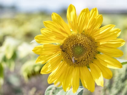 В регионе установится комфортная температура