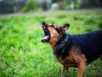 В Моршанском округе установлен карантин по бешенству животных