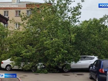 Дерево упало на автомобили в одном из дворов Тамбова