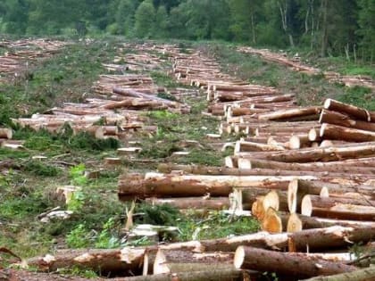 Житель Моршанска незаконно вырубал лесные насаждения с помощью спецтехники