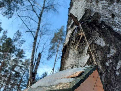 Мороз и немного снега: погода на неделю в Тамбове