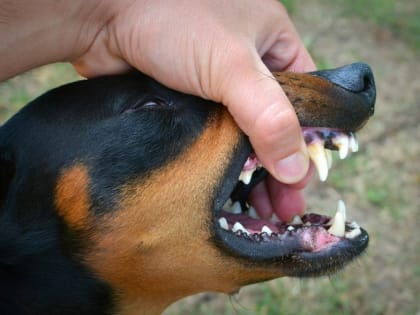 В Моршанском районе установлен карантин по бешенству животных