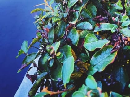 Тамбов-информ - новости Тамбова и области