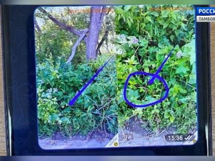 12 участников ОПГ ждёт суд