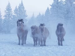 Якутское село Орто-Балаган с 60-градусными морозами признано самым холодным в 2024 году