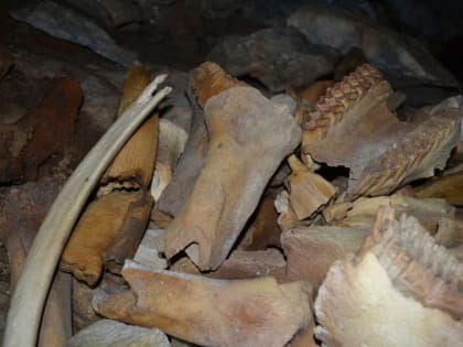 В соседней Хакасии нашли логово с останками пещерных гиен, мамонтов и носорогов
