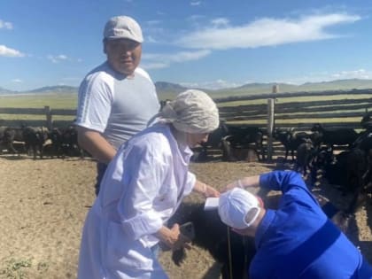 Эксперты из Москвы подтвердили, что в Туве выведена новая порода коз «Тувинская пуховая»