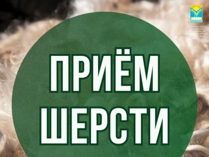 АО «Сергеихинский текстиль» принимает стриженную овечью шерсть от животноводов Тувы