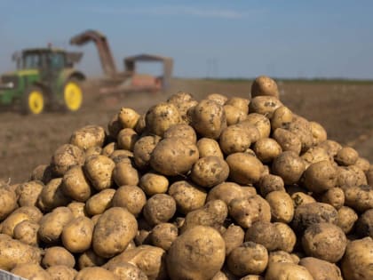 Минсельхоз Тувы до 11 марта принимает заявки на субсидии по картофелю, овощам и зерновым