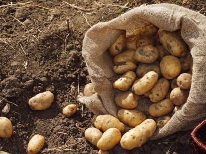 Жители Тувы могут бесплатно собрать картофель в селе Балгазын и помочь участникам СВО